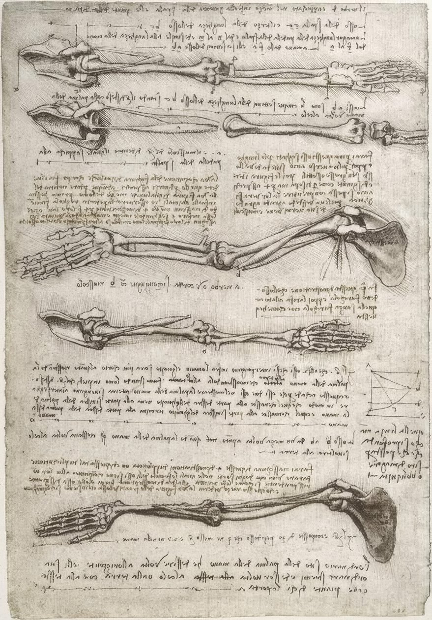 Anatomiestudien von Leonardo da Vinci