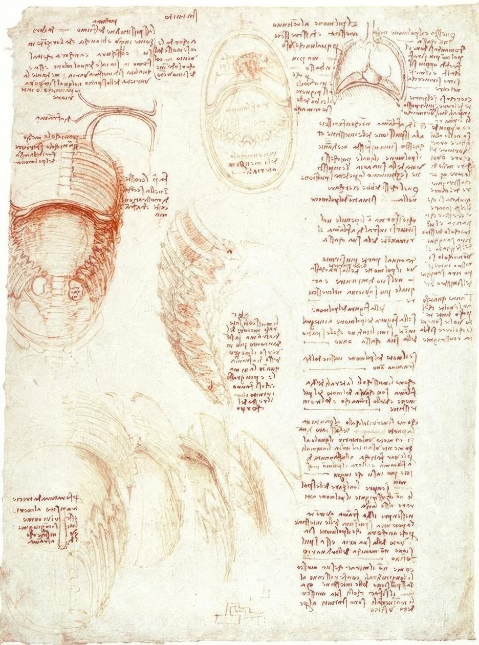 Anatomiestudien: Brustkorb und Zwerchfell von Leonardo da Vinci