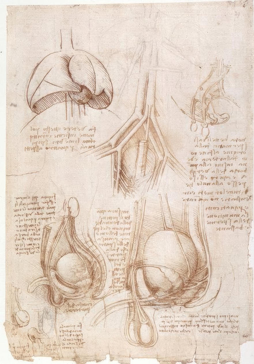 Anatomiestudien: Lungen, Blase... von Leonardo da Vinci