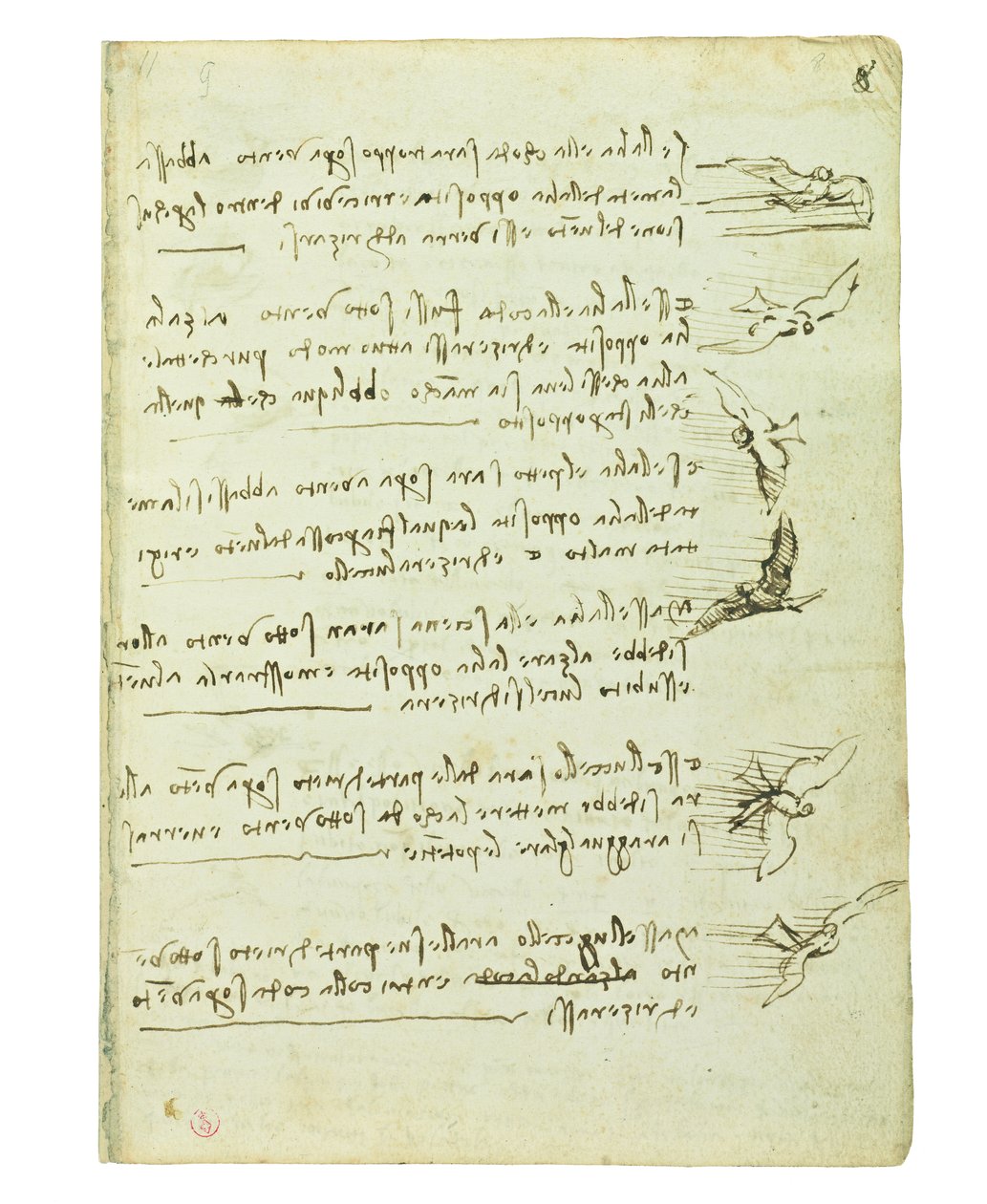 Codex über den Vogelflug, Folio 8 recto von Leonardo da Vinci