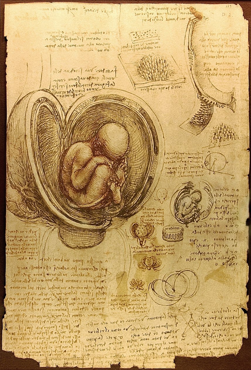 Da Vinci Studien von Embryos Luc Viatour von Leonardo da Vinci