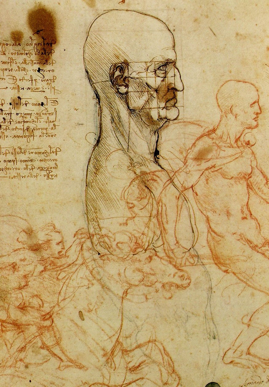 Studie eines Männerkopfes von Leonardo da Vinci