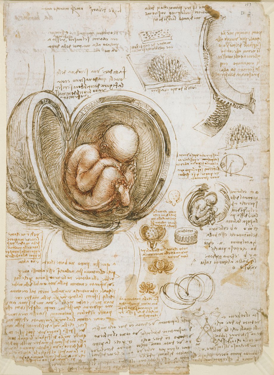 Studien des Fötus im Mutterleib von Leonardo da Vinci