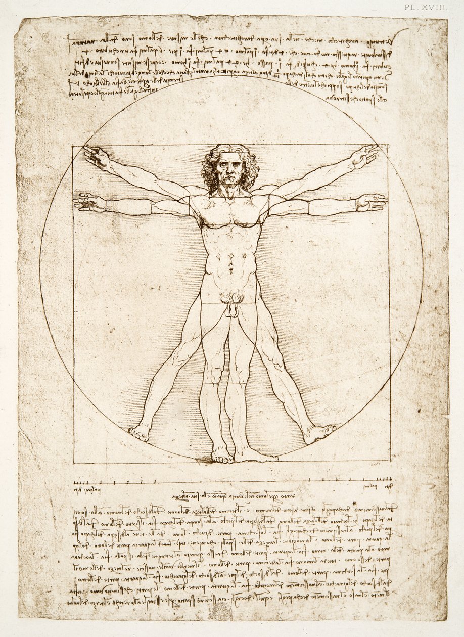 Die Proportionen der menschlichen Figur (nach Vitruv) von Leonardo da Vinci