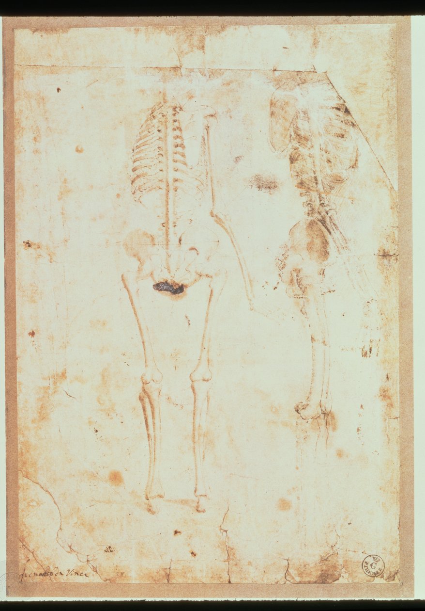 Zwei Studien eines hängenden Skeletts von Leonardo da Vinci