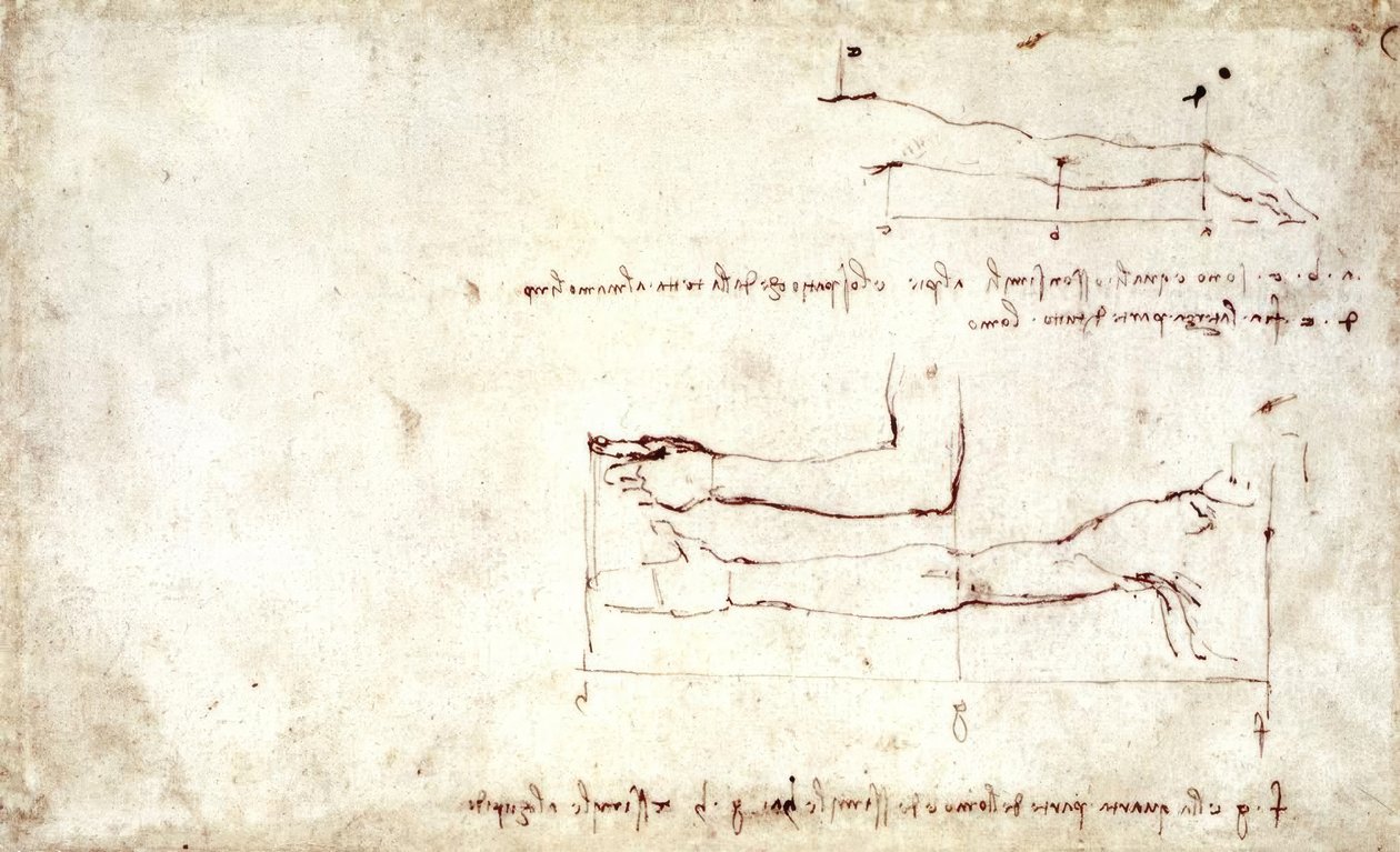 Arm von Leonardo da Vinci