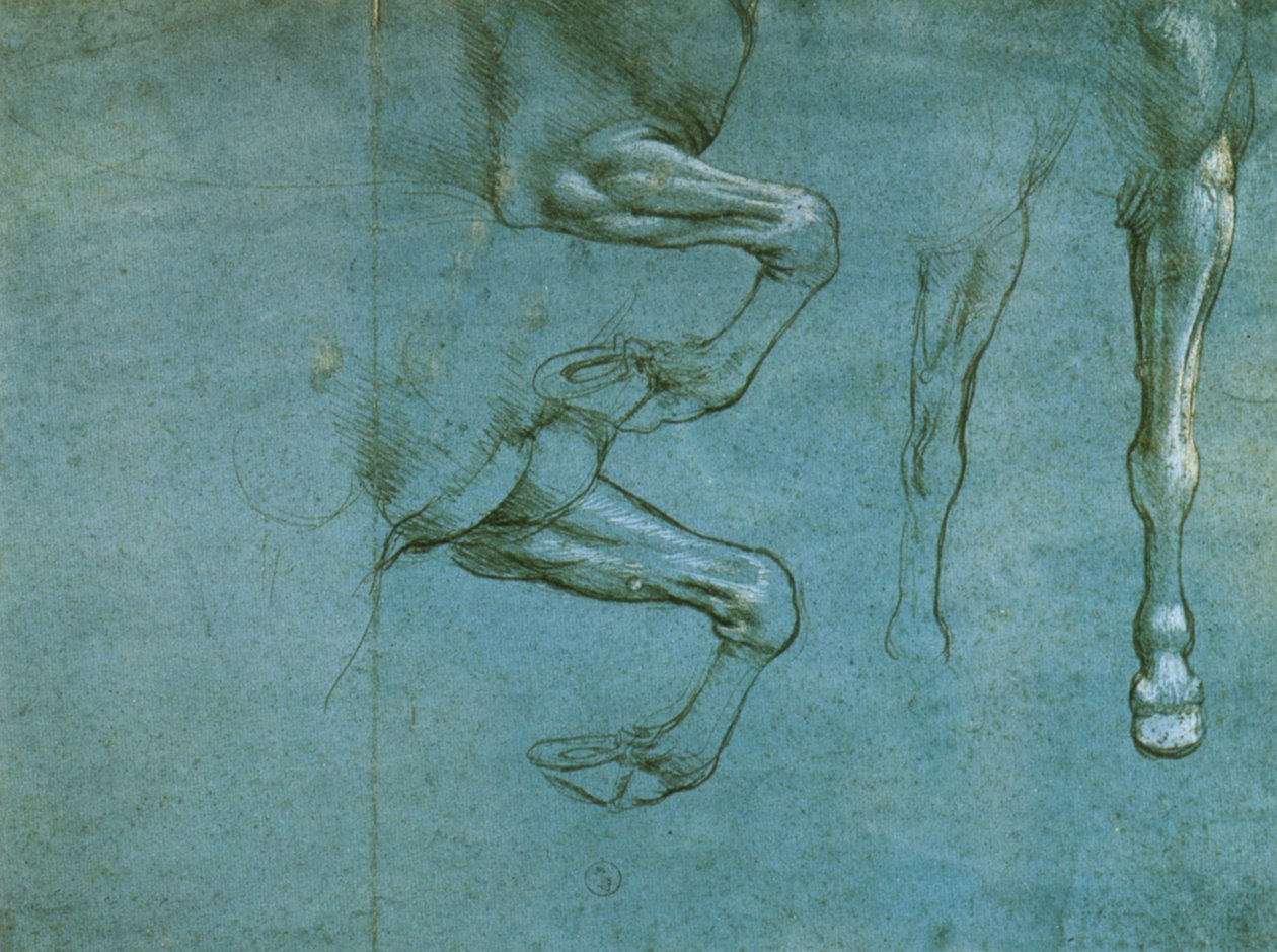 Studie der Vorderbeine eines Pferdes von Leonardo da Vinci