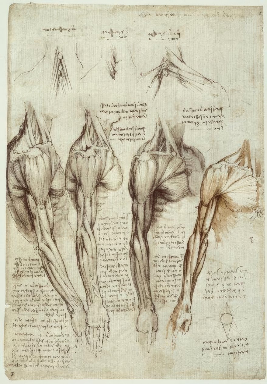 Anatomiestudien von Leonardo da Vinci