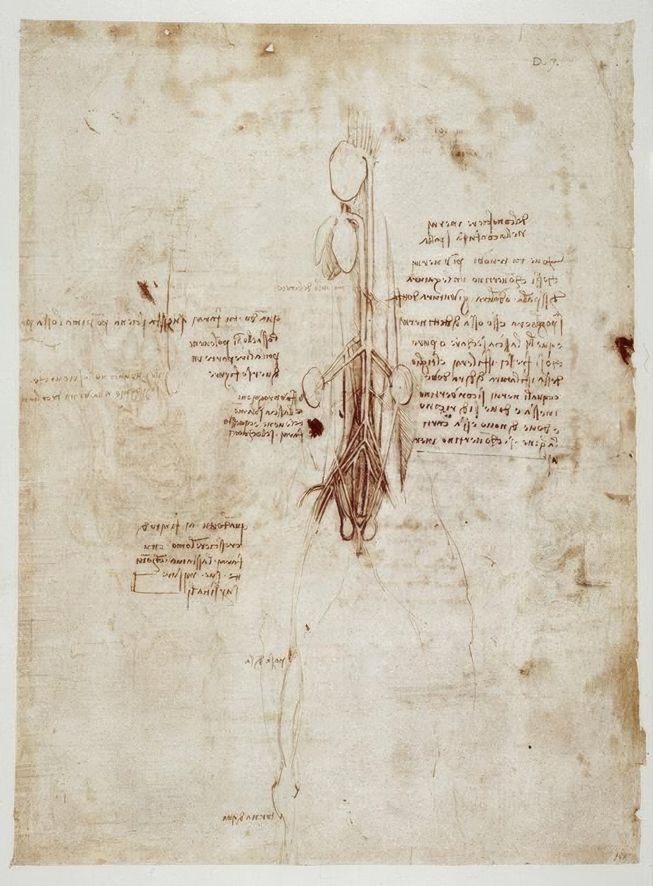 Anatomiestudien von Leonardo da Vinci