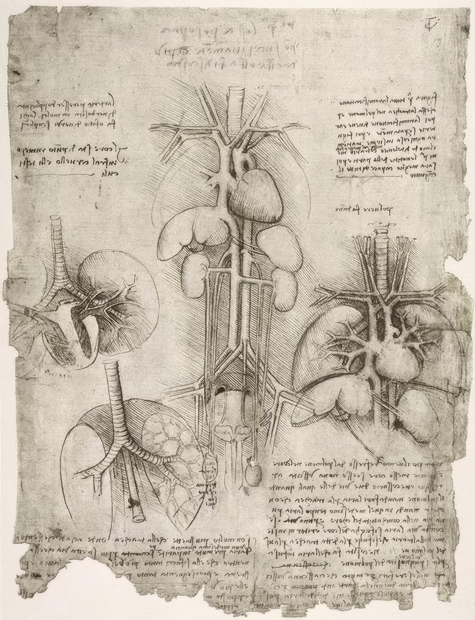 Anatomiestudien von Leonardo da Vinci