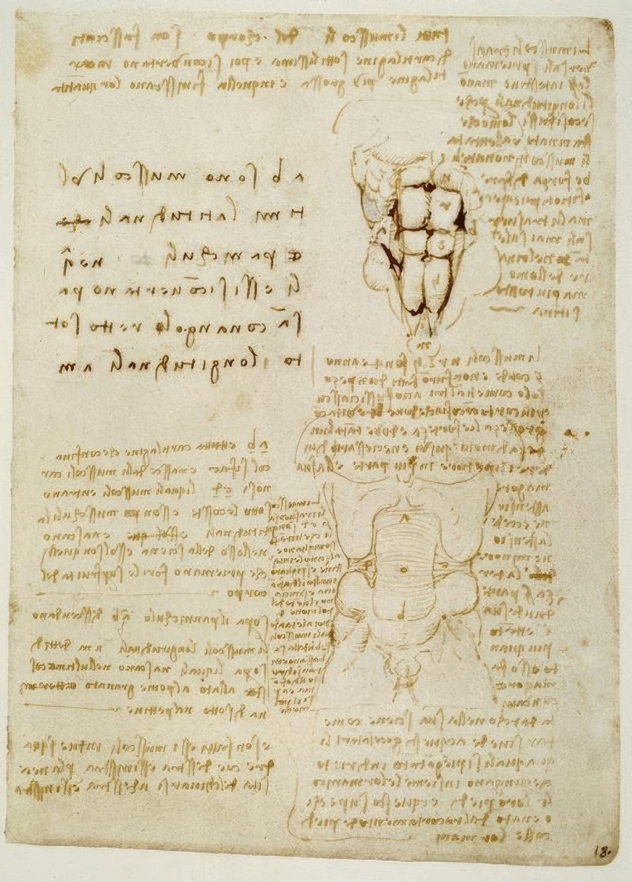 Anatomiestudien von Leonardo da Vinci