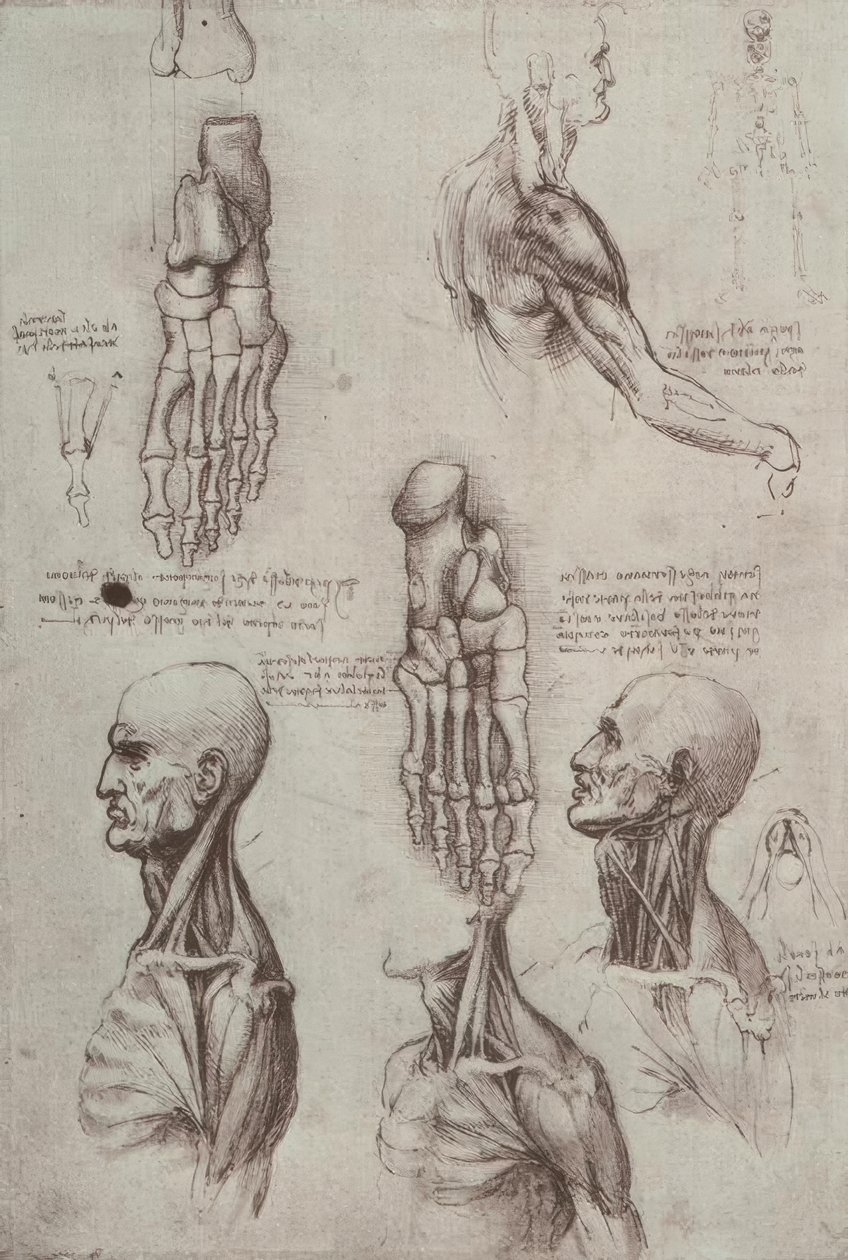 Anatomiestudien von Leonardo da Vinci