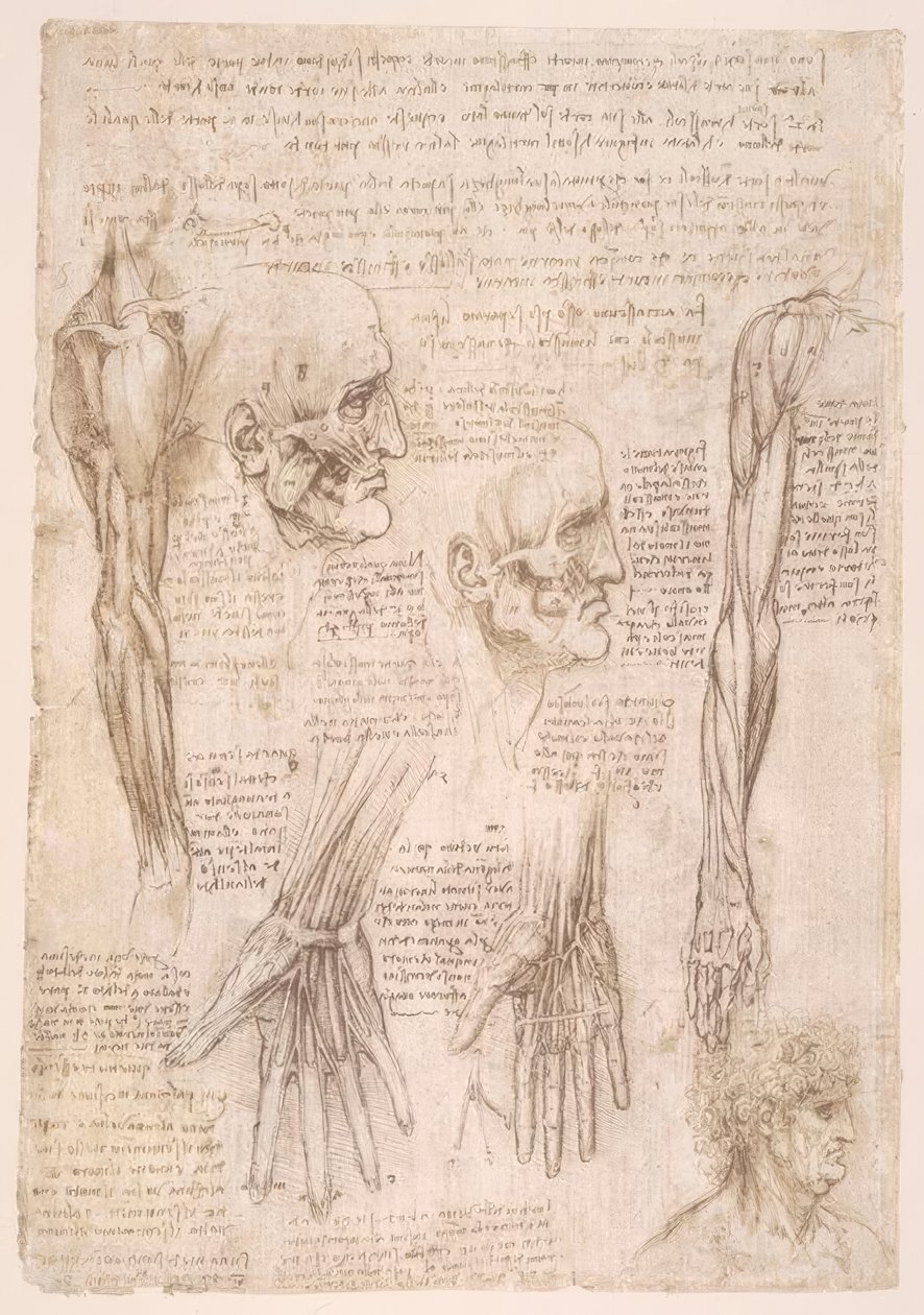 Anatomiestudien von Leonardo da Vinci