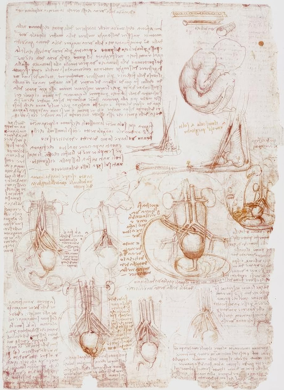 Anatomiestudien: Nabelschnur / Fötus... von Leonardo da Vinci