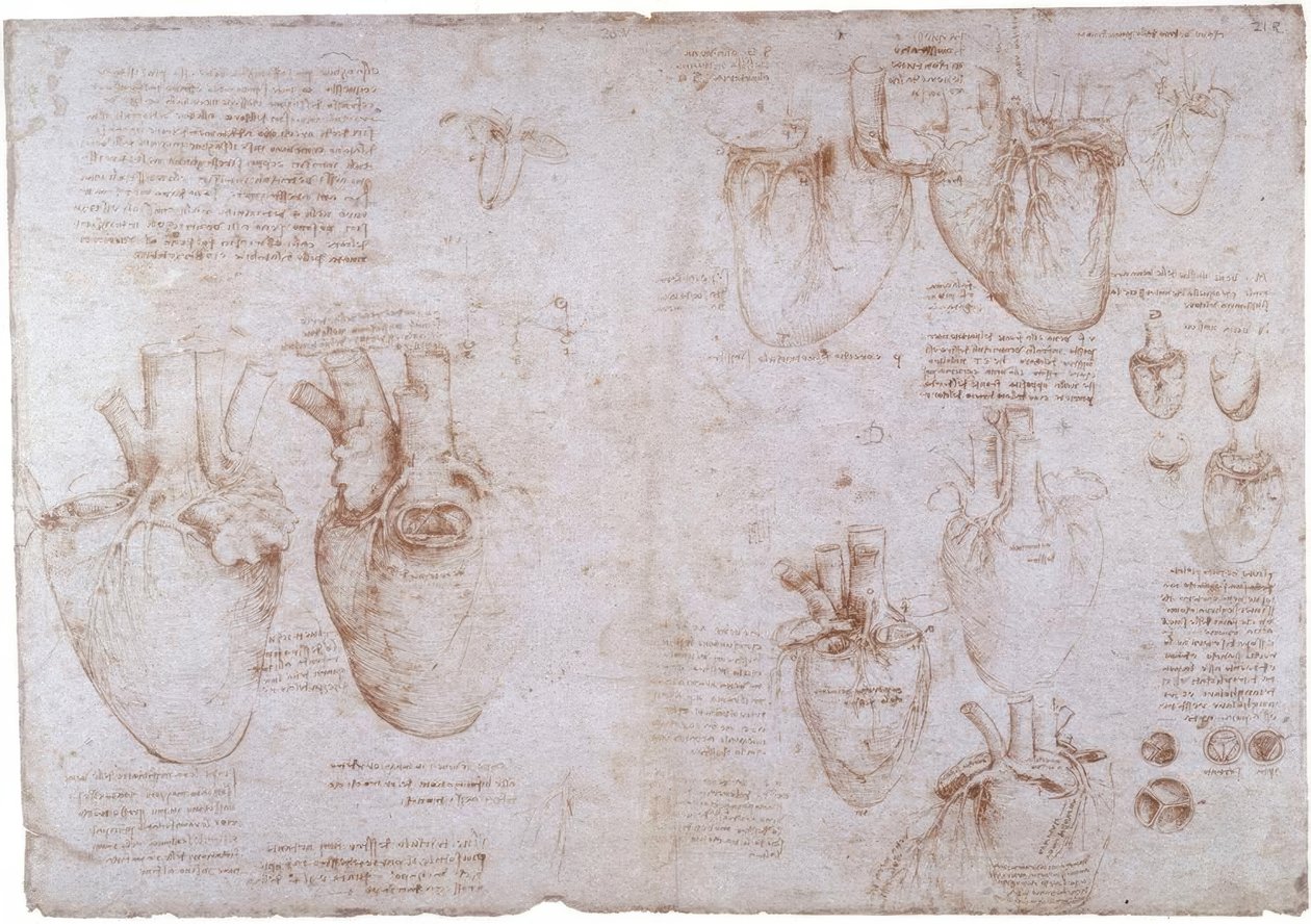 Anatomiestudien: Oberflächenvenen von Leonardo da Vinci