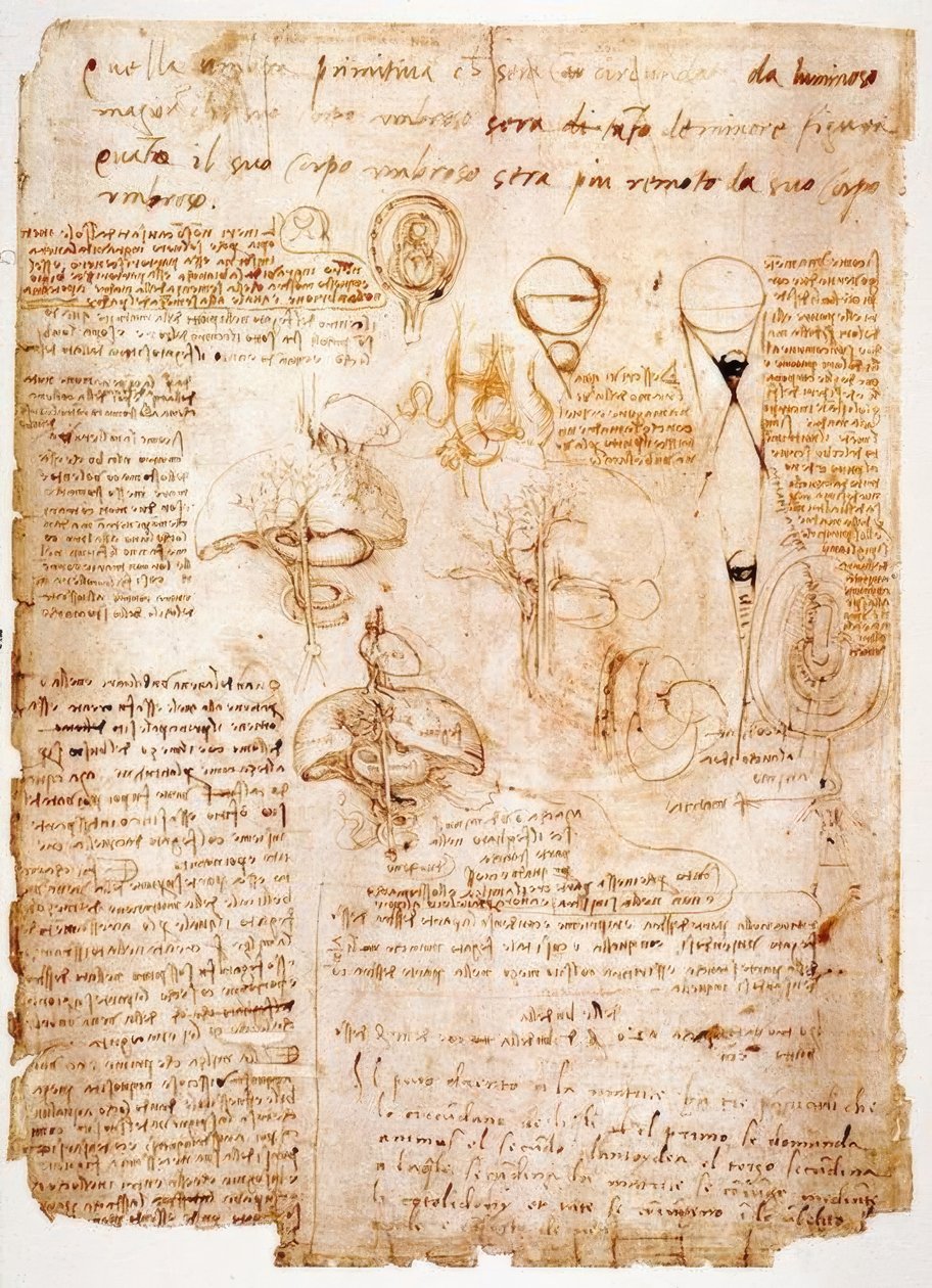 Anatomiestudien: Organe des Bauches... von Leonardo da Vinci