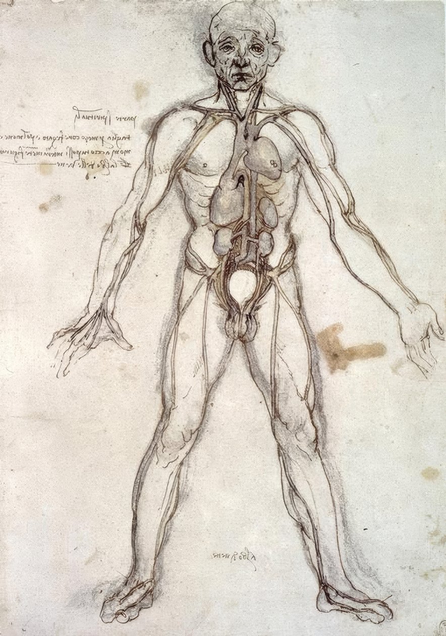 Baum der Gefäße von Leonardo da Vinci