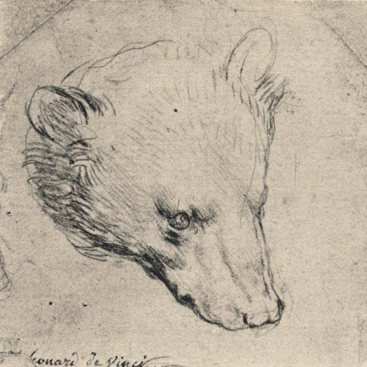 Kopf eines Bären von Leonardo da Vinci
