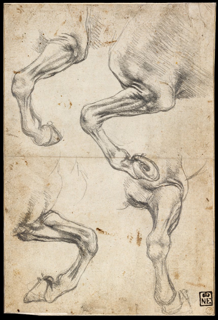 Studien eines Pferdebeins von Leonardo da Vinci