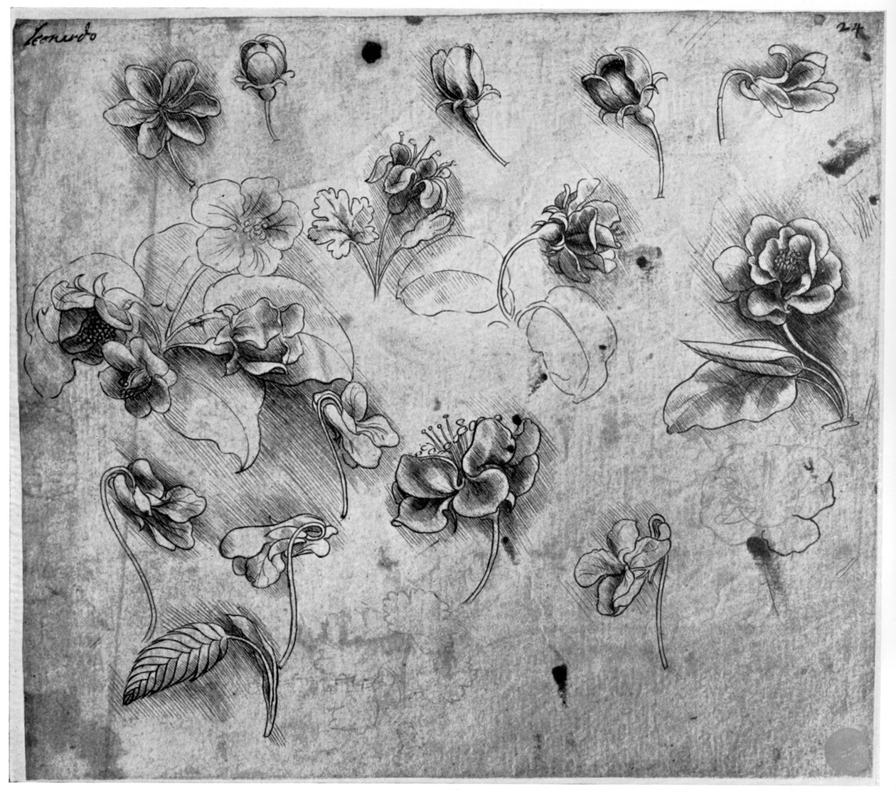 Studie von Blumen, um 1481-1483, 1954 von Leonardo da Vinci