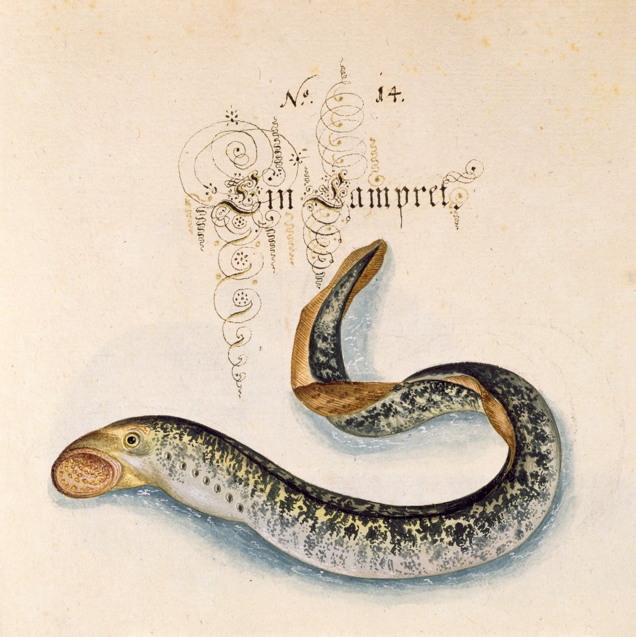 Meerneunauge von Leonhard Baldner