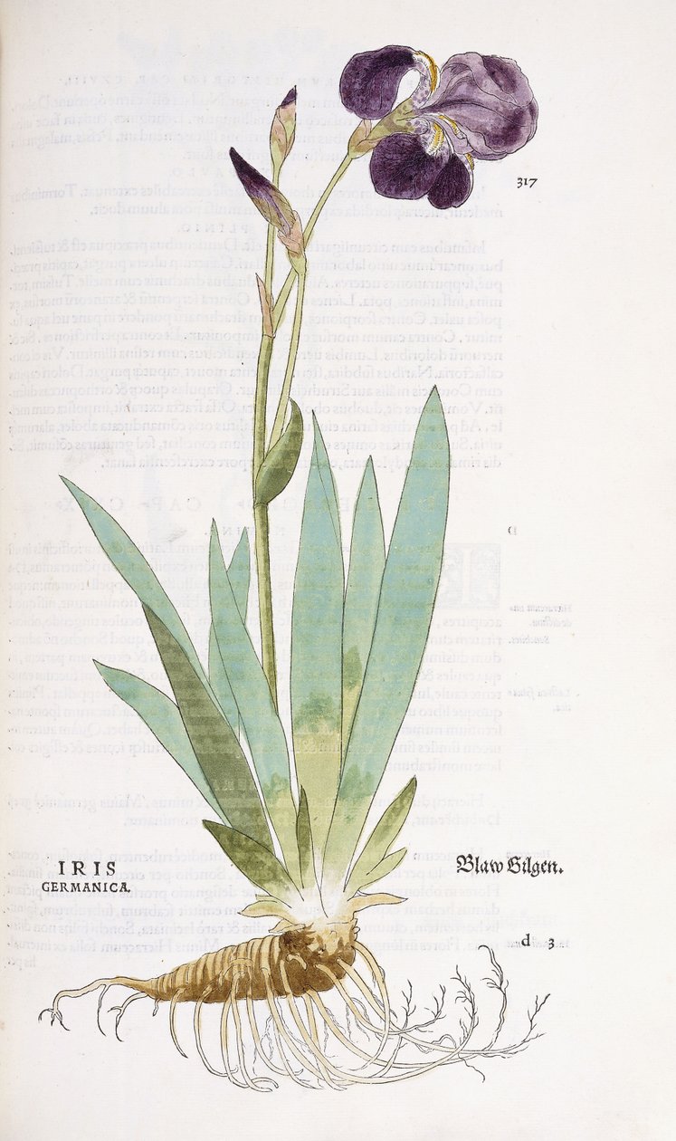 Iris Germanica, 1542 von Leonhard Fuchs