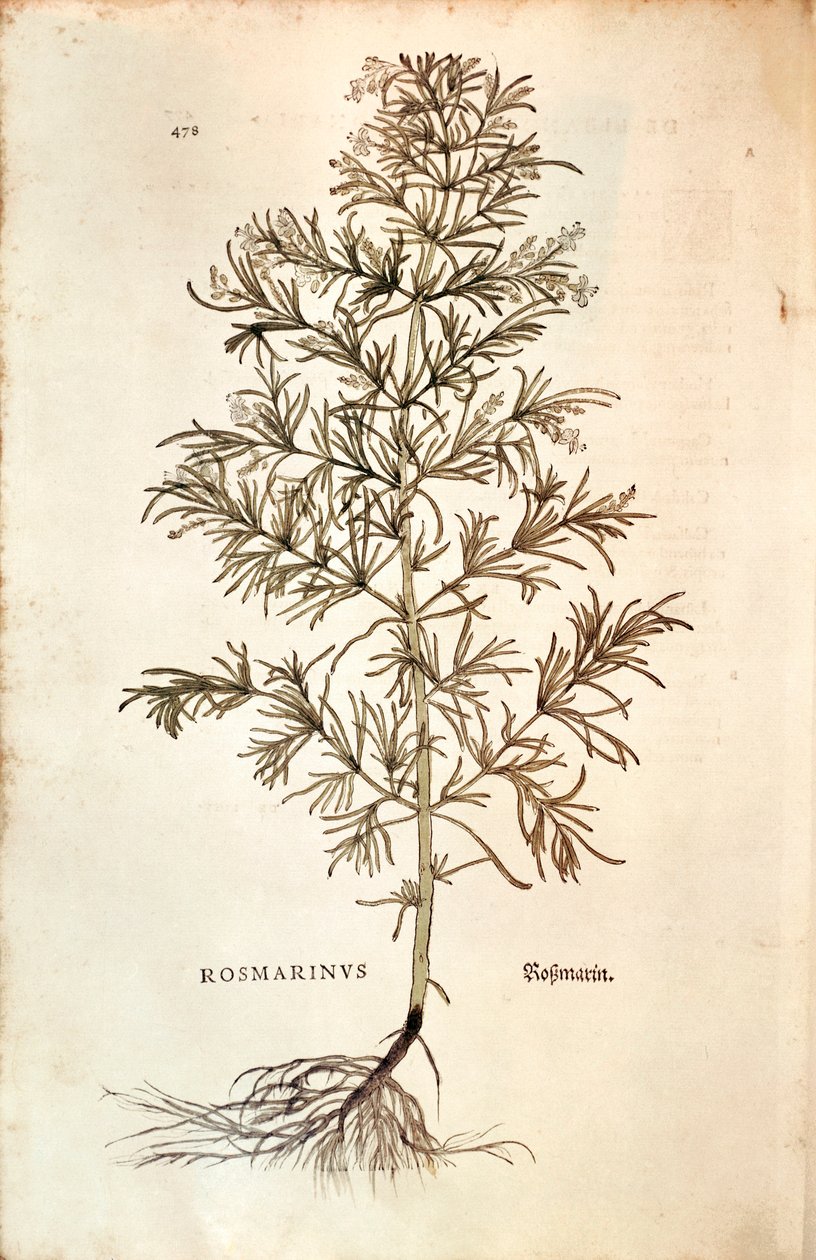 Rosmarin (Rosmarinus officinalis) von Leonhard Fuchs