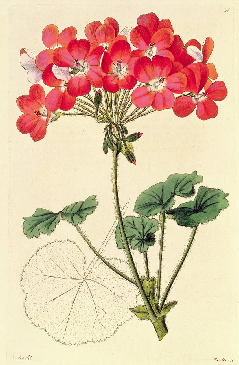 Pelargonie aus `Neu Arten von Pelargonium