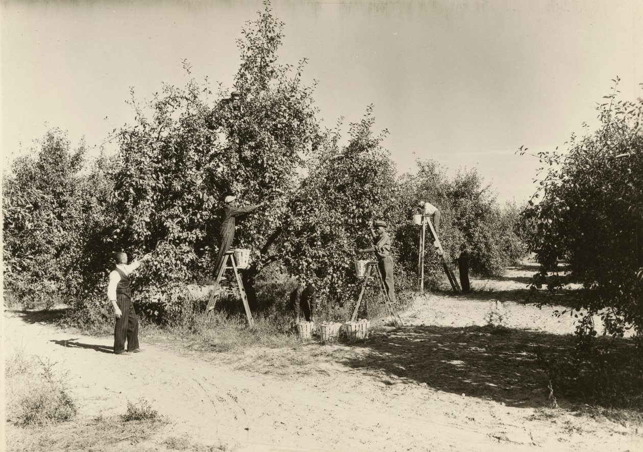 Ohne Titel von Lewis Wickes Hine