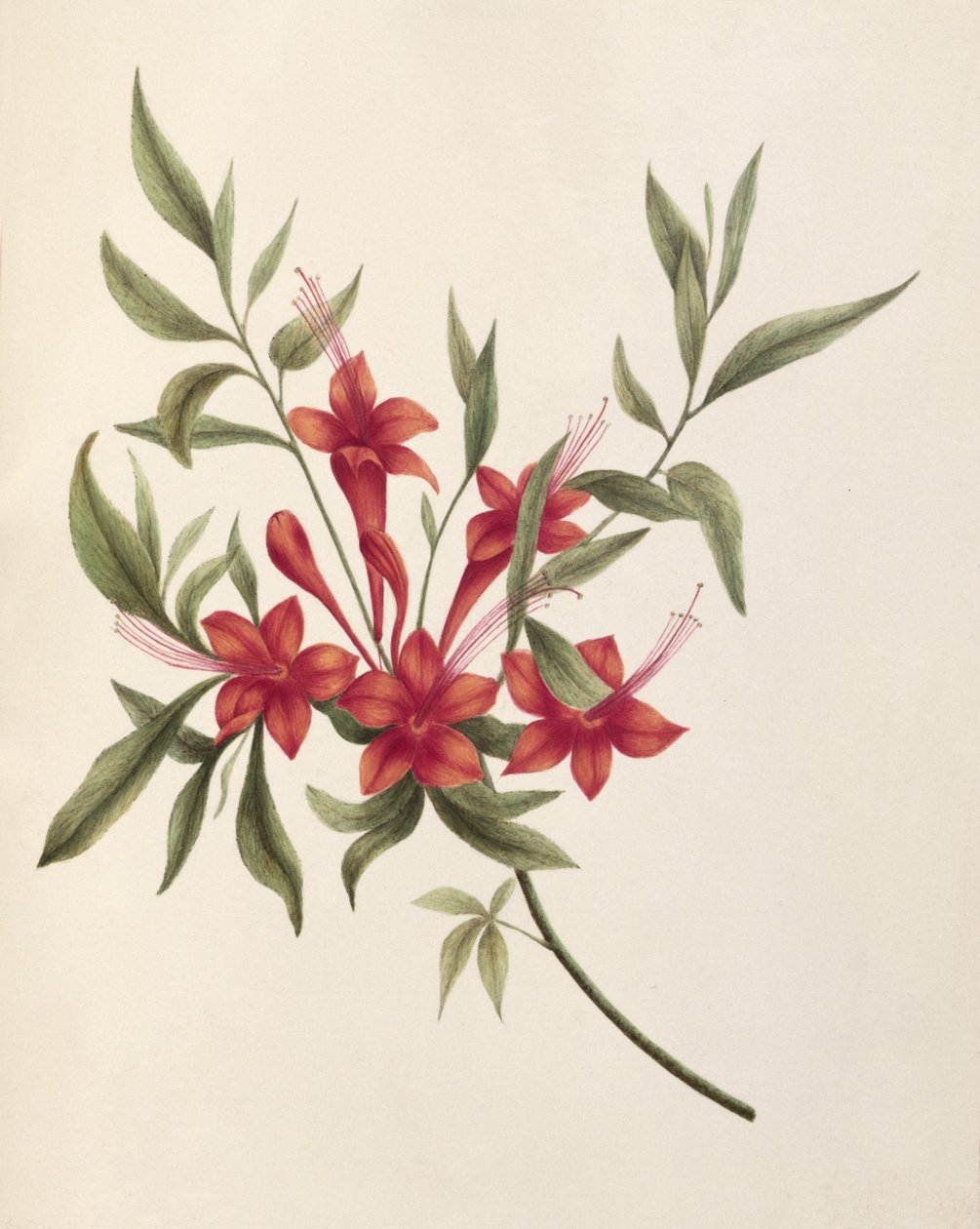 Fuchsie von Lili Cartwright