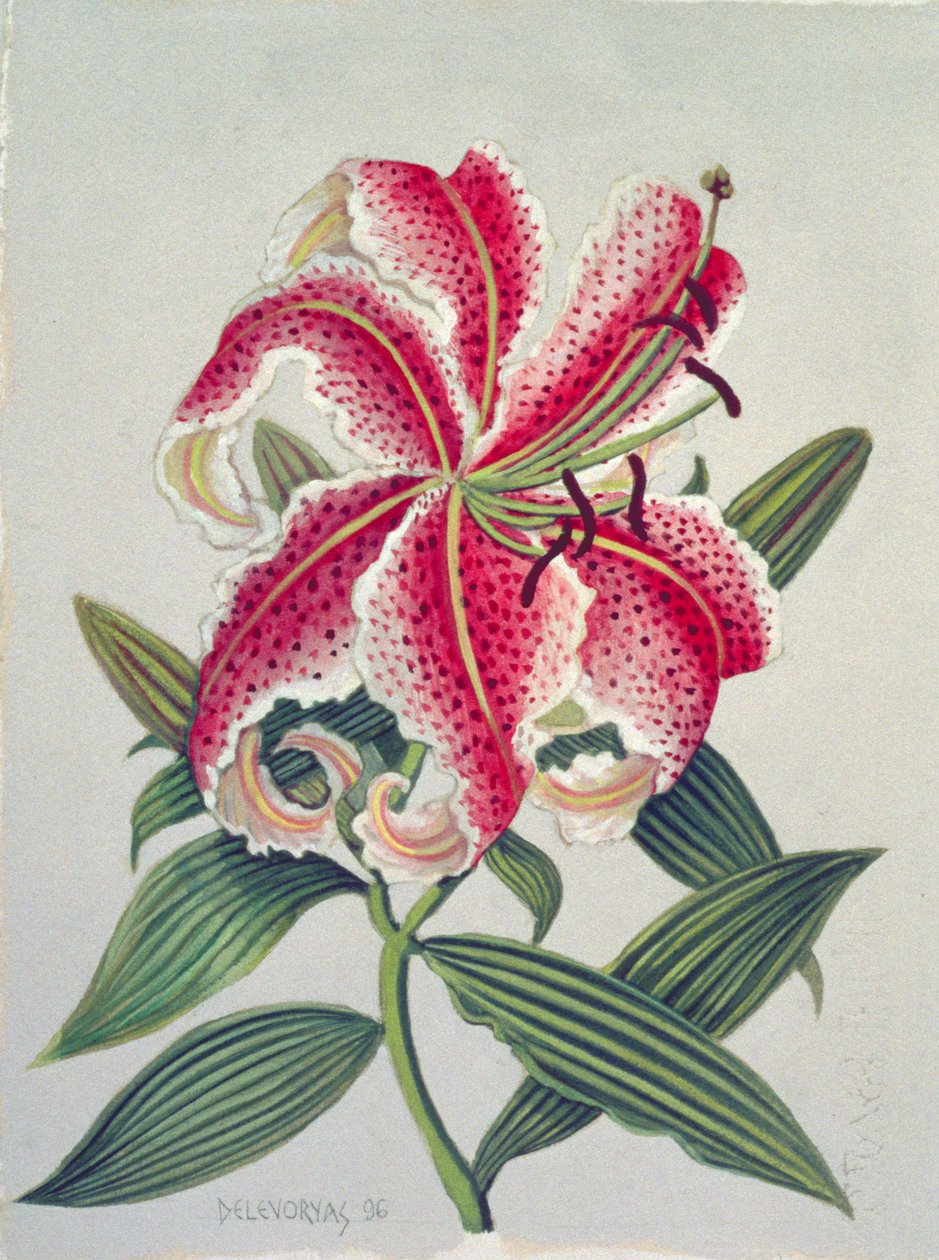 Botanische Lilie, 1996 von Lillian Delevoryas