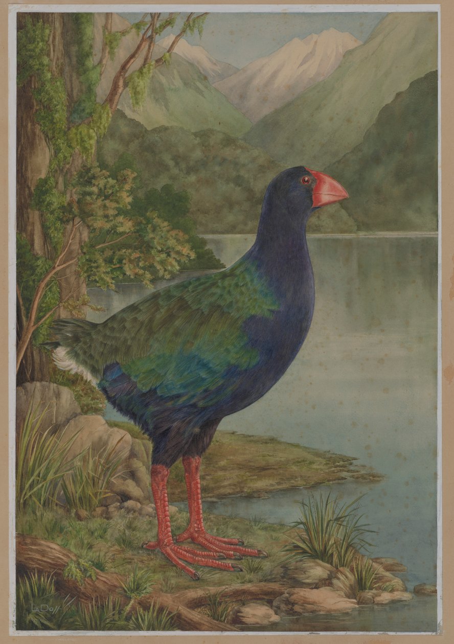 Aquarellillustration von Takahe von Lily Attey Daff