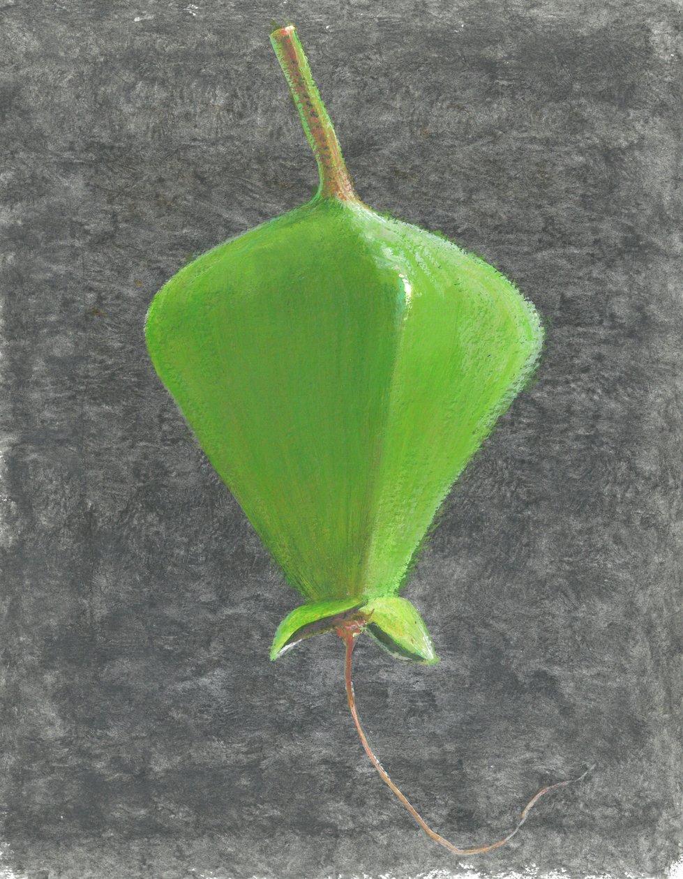 Barringtonia Acutangula von Lincoln Seligman