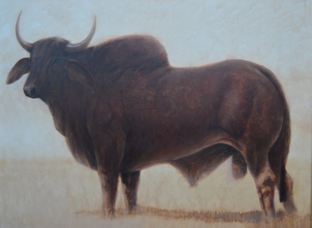 Brahmanenbulle von Lincoln Seligman