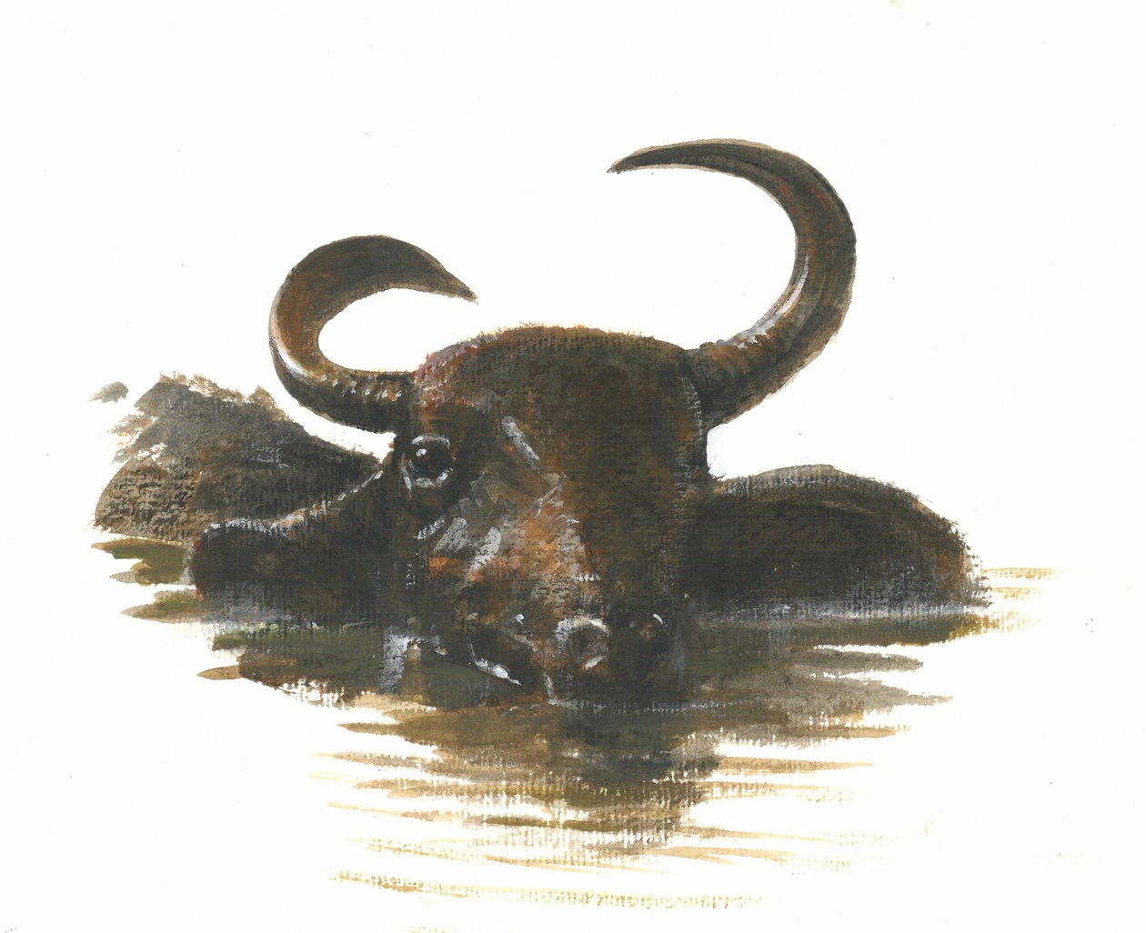 Wasserbüffel, 2015 von Lincoln Seligman