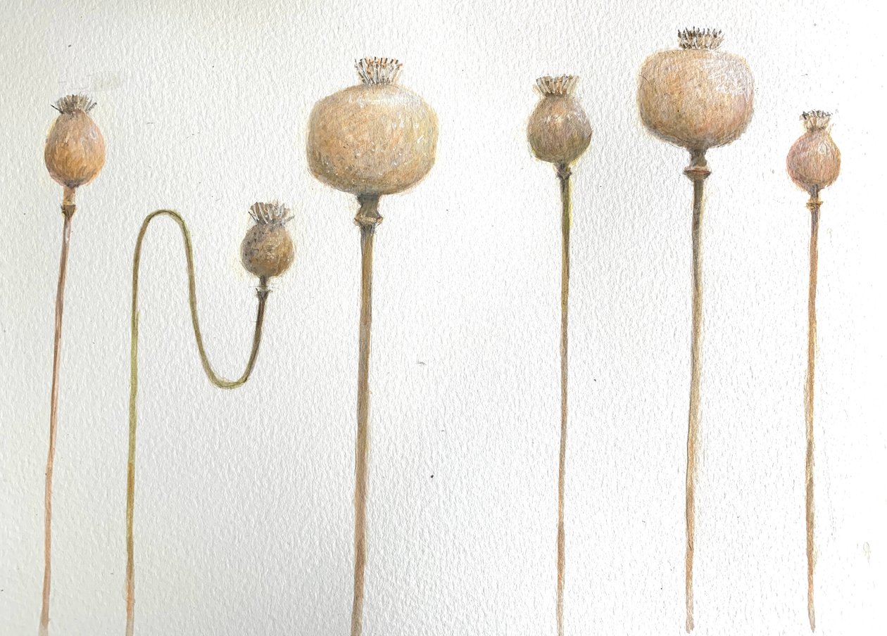 Getrocknete Mohnblumen von Lincoln Seligman