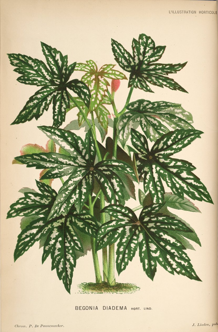Begonia diadema von Linden