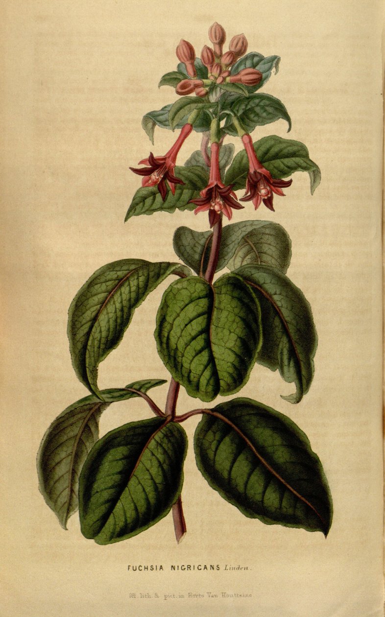 Fuchsia sylvatica von Linden