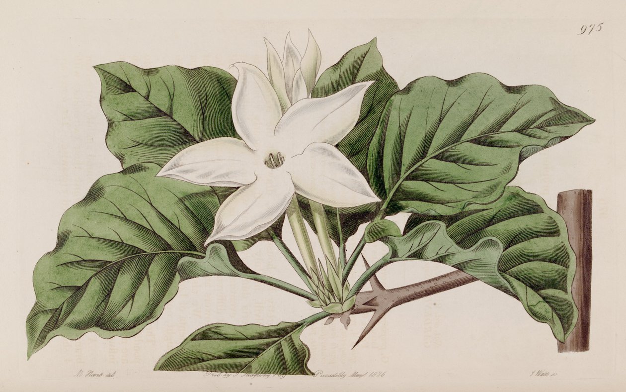 Gardenia propinqua von Lindley