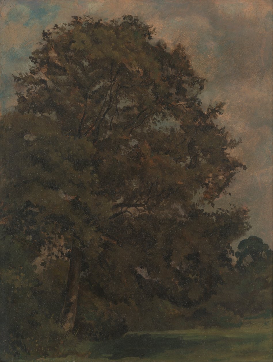 Studie einer Esche von Lionel Constable