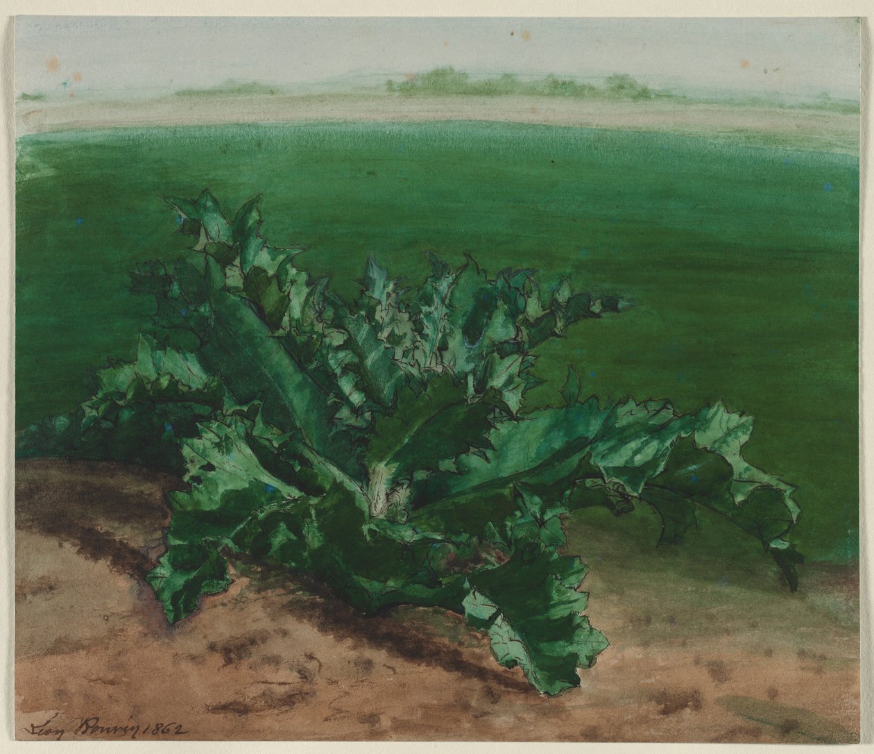 Studie einer Pflanze, möglicherweise Distel von Léon Bonvin