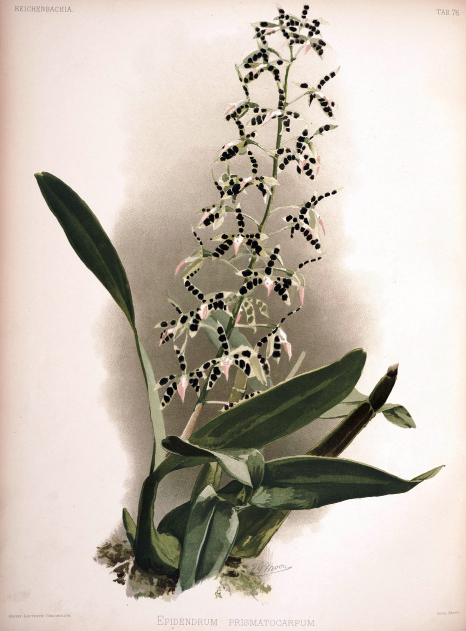 Prosthechea prismatocarpa als Syn.: Epidendrum prismatocarpum von London H. Sotheran and Co.