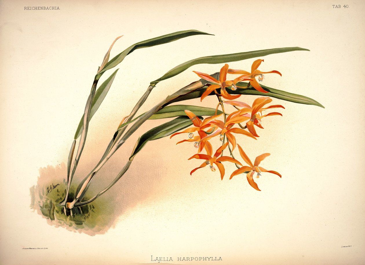 Cattleya harpophylla von London H. Sotheran and Co.