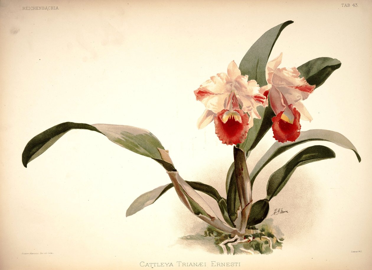 Cattleya trianae von London H. Sotheran and Co.