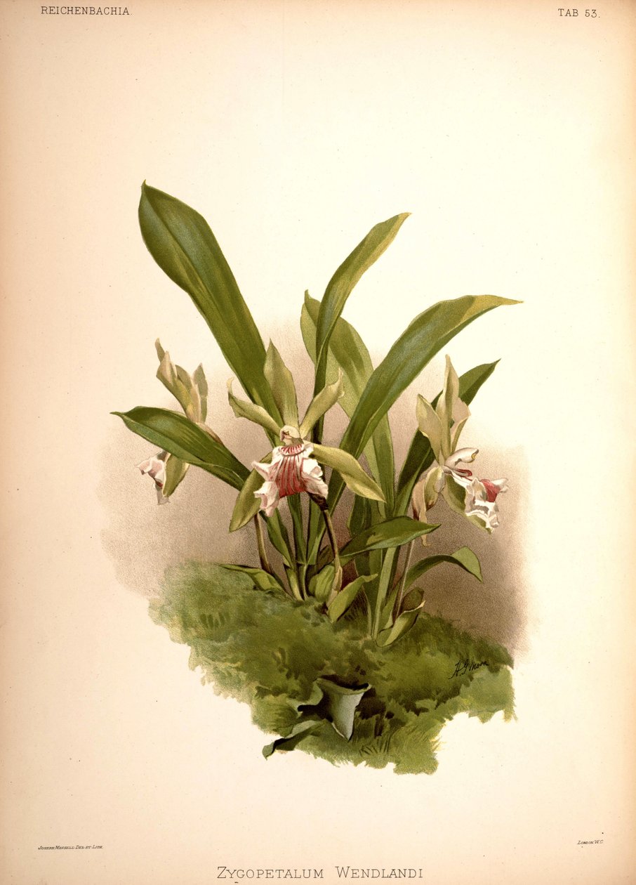 Cochleanthes aromatica, syn.: Zygopetalum wendlandii von London H. Sotheran and Co.