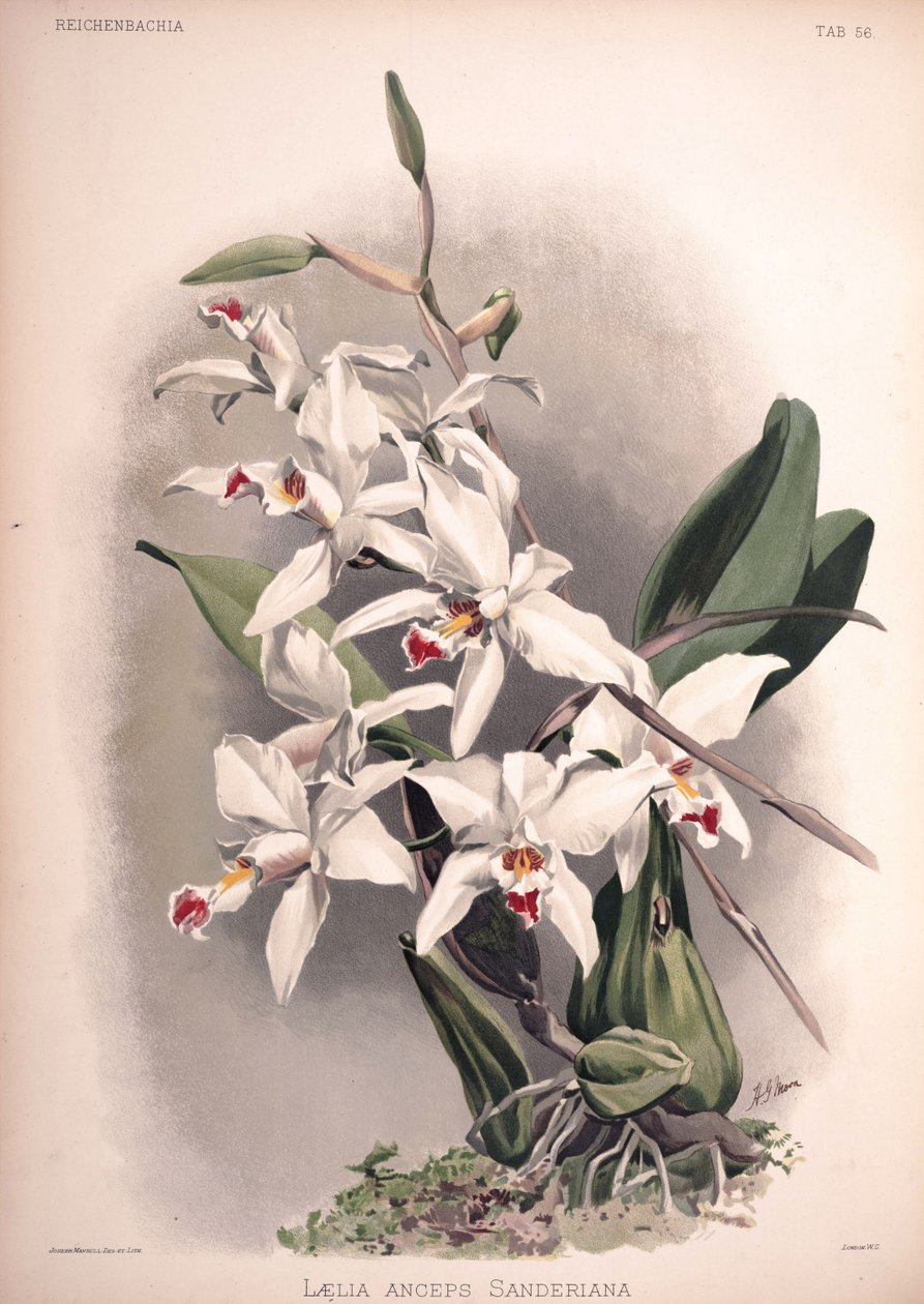 Laelia anceps, syn.: Laelia anceps var. sanderiana von London H. Sotheran and Co.