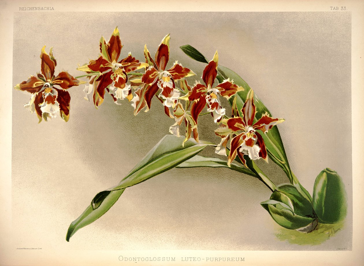 Odontoglossum luteopurpureum von London H. Sotheran and Co.