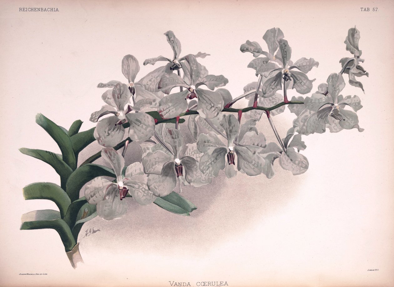 Vanda coerulea von London H. Sotheran and Co.