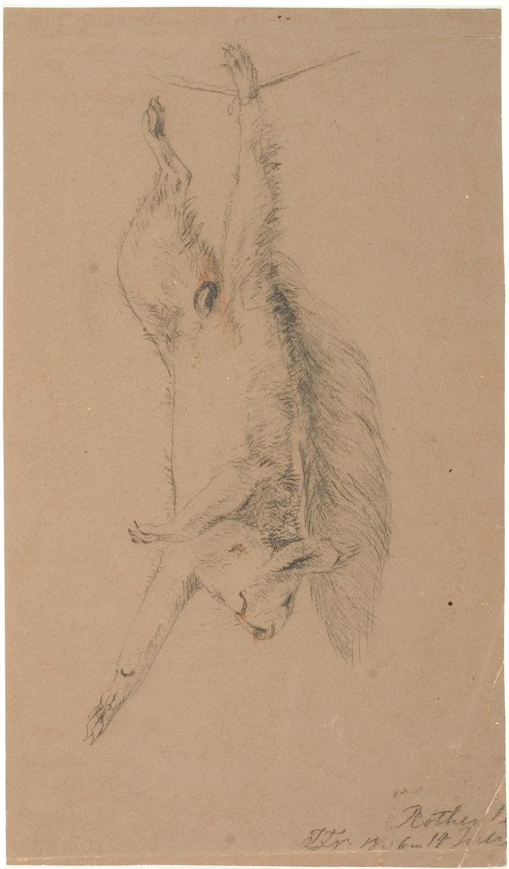Ein aufgehängtes totes Eichhörnchen von Lorenz Frølich