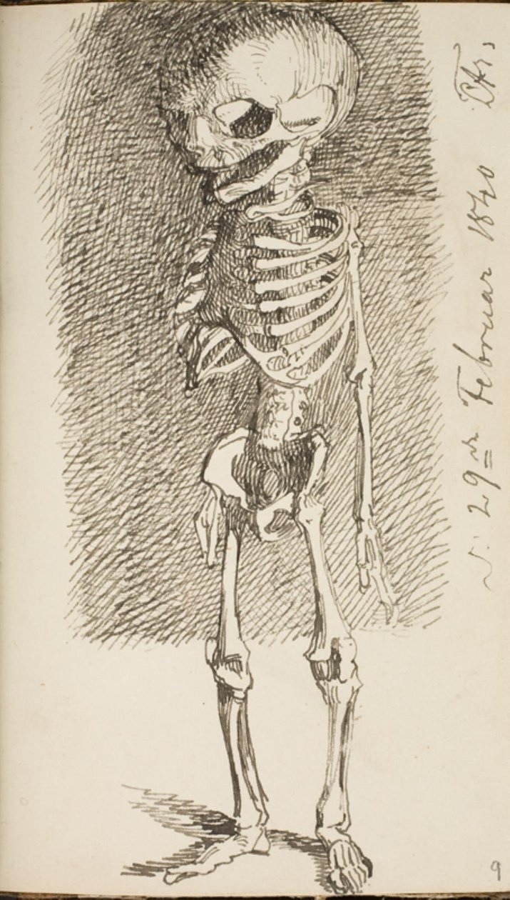 Skizze eines stehenden Skeletts von Lorenz Frølich